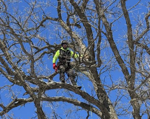 Image depicting the Service Tree Pruning