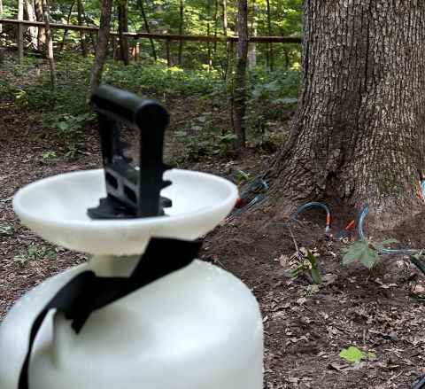 Image depicting the Service Insect & Disease Management