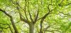 Precision Tree Pruning for Safety and Beauty