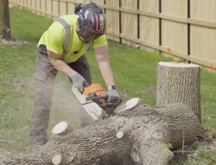 tree removal ames iowa