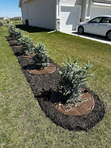 planting pine trees ames ia